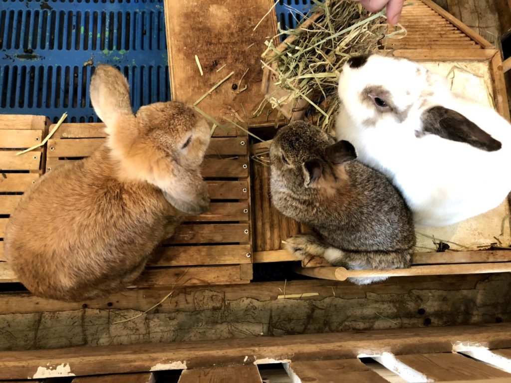 rabbit cafe